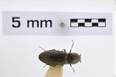 Foto (Dorsalansicht) von Selatosomus puerilis (NHMW-ZOO-COL-0007992)
